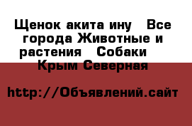 Щенок акита ину - Все города Животные и растения » Собаки   . Крым,Северная